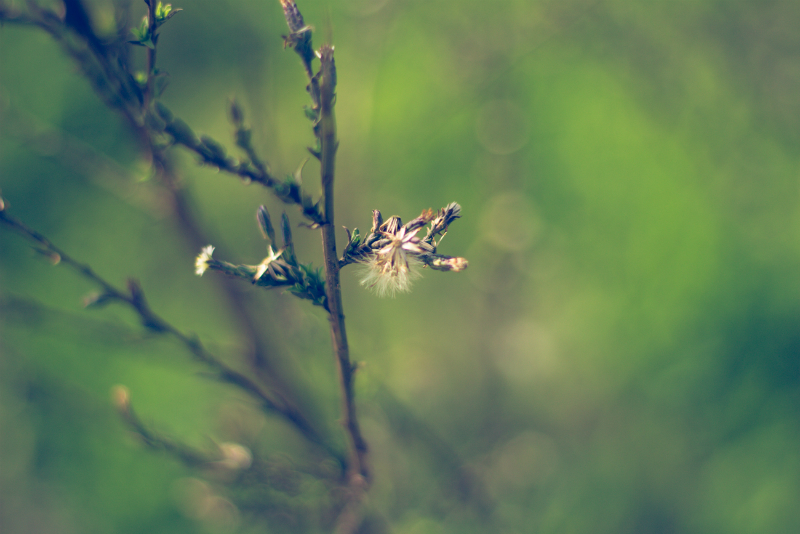 still life plants photography
