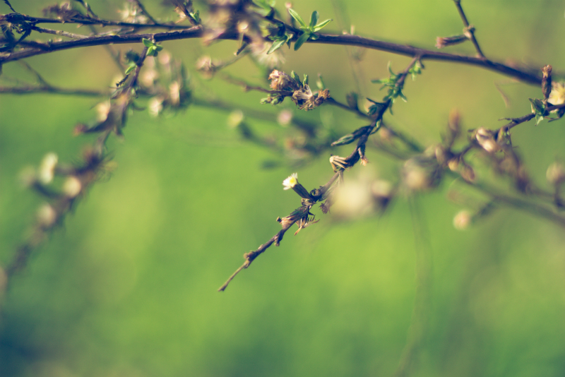 still life plants photography